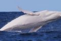 White Whale, il gioco segreto che istiga i nostri giovani a “morire democristiani”
