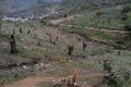Grecia: immigrati abbattono migliaia di ulivi a Lesbo