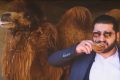 La pipì di cammello cura il coronavirus: iraniano arrestato