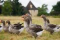 Richard Dawkins: grazie alla Brexit possiamo vietare il foie gras